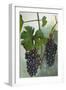 Wine Grapes-null-Framed Giclee Print