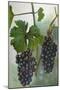 Wine Grapes-null-Mounted Giclee Print