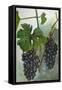 Wine Grapes-null-Framed Stretched Canvas