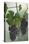 Wine Grapes-null-Stretched Canvas