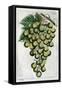 Wine Grapes-null-Framed Stretched Canvas