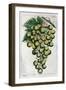 Wine Grapes-null-Framed Giclee Print