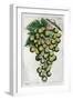 Wine Grapes-null-Framed Giclee Print