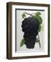 Wine Grapes-null-Framed Premium Giclee Print