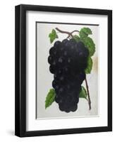 Wine Grapes-null-Framed Premium Giclee Print