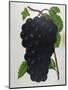 Wine Grapes-null-Mounted Premium Giclee Print