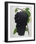 Wine Grapes-null-Framed Giclee Print