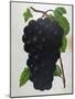 Wine Grapes-null-Mounted Giclee Print