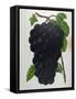 Wine Grapes-null-Framed Stretched Canvas