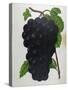 Wine Grapes-null-Stretched Canvas