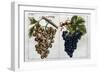 Wine Grapes-null-Framed Giclee Print