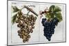 Wine Grapes-null-Mounted Giclee Print