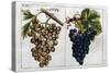 Wine Grapes-null-Stretched Canvas