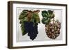 Wine Grapes-null-Framed Giclee Print