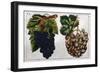 Wine Grapes-null-Framed Giclee Print