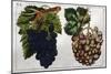 Wine Grapes-null-Mounted Giclee Print