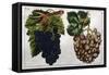 Wine Grapes-null-Framed Stretched Canvas