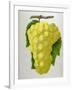 Wine Grapes-null-Framed Giclee Print