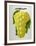 Wine Grapes-null-Framed Giclee Print