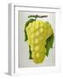 Wine Grapes-null-Framed Giclee Print