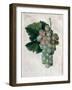 Wine Grapes-null-Framed Giclee Print