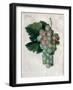 Wine Grapes-null-Framed Giclee Print