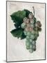 Wine Grapes-null-Mounted Giclee Print