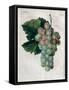 Wine Grapes-null-Framed Stretched Canvas