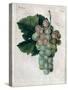 Wine Grapes-null-Stretched Canvas