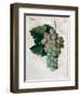 Wine Grapes-null-Framed Premium Giclee Print