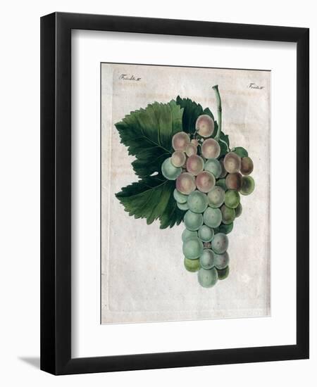 Wine Grapes-null-Framed Premium Giclee Print