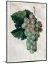 Wine Grapes-null-Mounted Premium Giclee Print