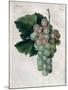 Wine Grapes-null-Mounted Giclee Print