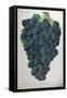 Wine Grapes-null-Framed Stretched Canvas