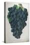 Wine Grapes-null-Stretched Canvas