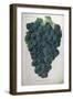 Wine Grapes-null-Framed Giclee Print