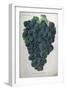 Wine Grapes-null-Framed Giclee Print