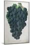 Wine Grapes-null-Mounted Giclee Print