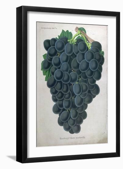 Wine Grapes-null-Framed Premium Giclee Print