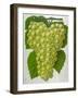 Wine Grapes-null-Framed Giclee Print