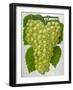 Wine Grapes-null-Framed Giclee Print