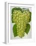 Wine Grapes-null-Framed Giclee Print