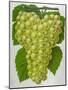 Wine Grapes-null-Mounted Giclee Print