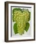 Wine Grapes-null-Framed Premium Giclee Print