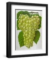 Wine Grapes-null-Framed Premium Giclee Print