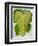 Wine Grapes-null-Framed Premium Giclee Print