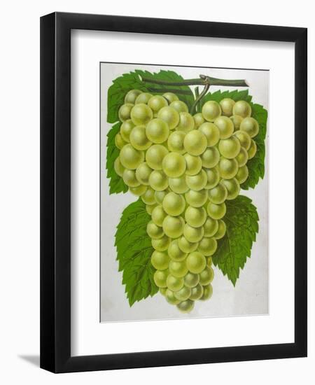 Wine Grapes-null-Framed Premium Giclee Print