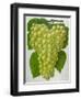 Wine Grapes-null-Framed Premium Giclee Print