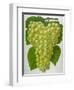 Wine Grapes-null-Framed Premium Giclee Print