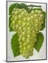 Wine Grapes-null-Mounted Premium Giclee Print